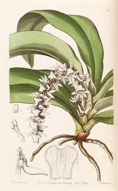 Diaphananthe pellucida by Miss Drake